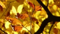 Прохладно и без осадков: прогноз погоды в Сахалинской области на 10 октября  