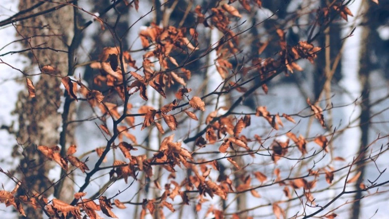 Осадки и похолодание: синоптики рассказали, как закончится октябрь на Сахалине и Курилах 
