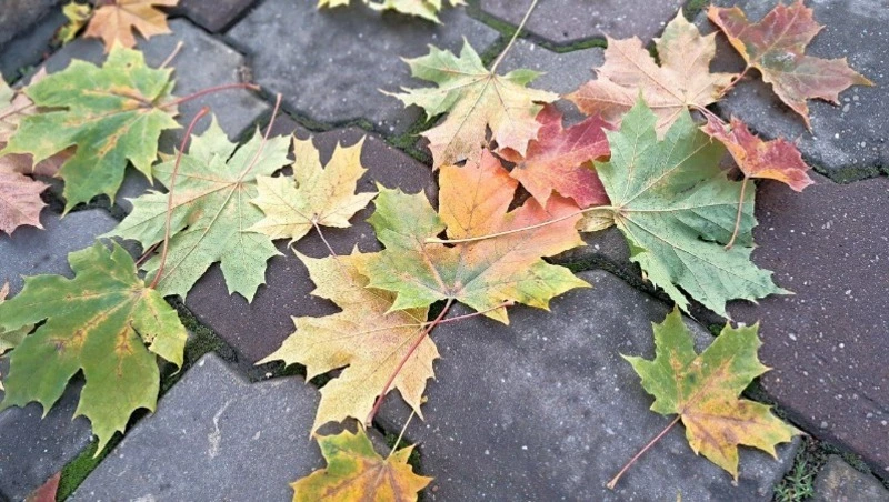 Сильный ветер и похолодание до -11 градусов: погода на Сахалине и Курилах 30 октября