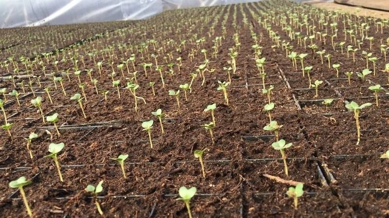 Сахалинские аграрии готовятся к весенним полевым работам