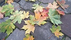 Сильный ветер и похолодание до -11 градусов: погода на Сахалине и Курилах 30 октября  