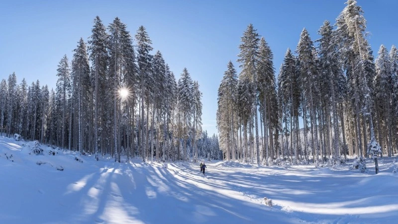 Прогноз погоды в Сахалинской области на 5 апреля: небольшие осадки и тепло до +9 градусов  