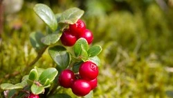 Брусника — 5 полезных свойств для организма 