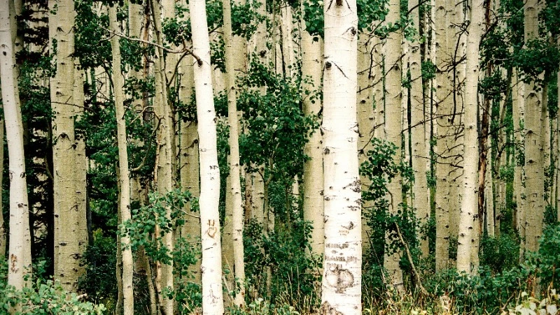 Народные приметы на 11 апреля 2025: традиции, поверья, что нельзя делать в Берещенье