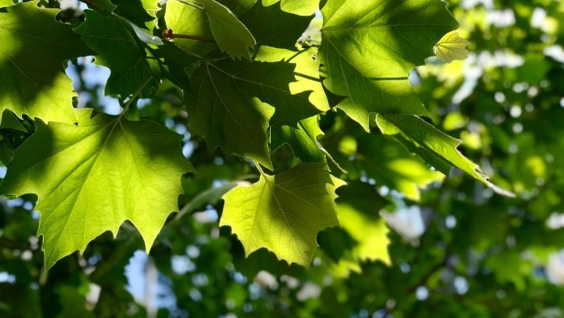 Жара до +30 градусов идет на Сахалин: прогноз погоды на неделю  