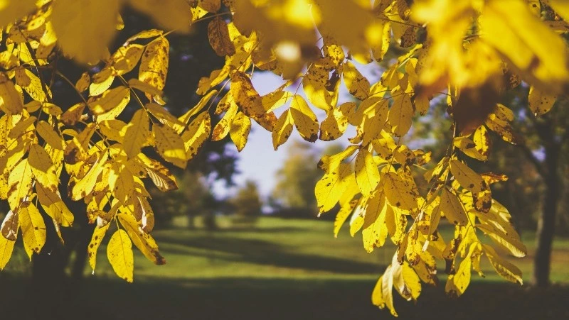 Народные приметы на 26 октября 2024: традиции, поверья, что нельзя делать в день Иверской  