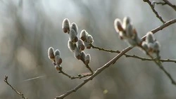 Вербное воскресенье в 2024 году: дата, история, традиции, что нельзя делать 