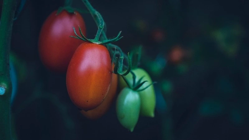 Успейте сделать это с томатами в июне: найден чудо-раствор, который увеличит урожай