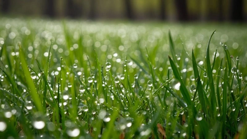 Народные приметы на 6 мая 2025: что можно и нельзя делать в Егорьев день 