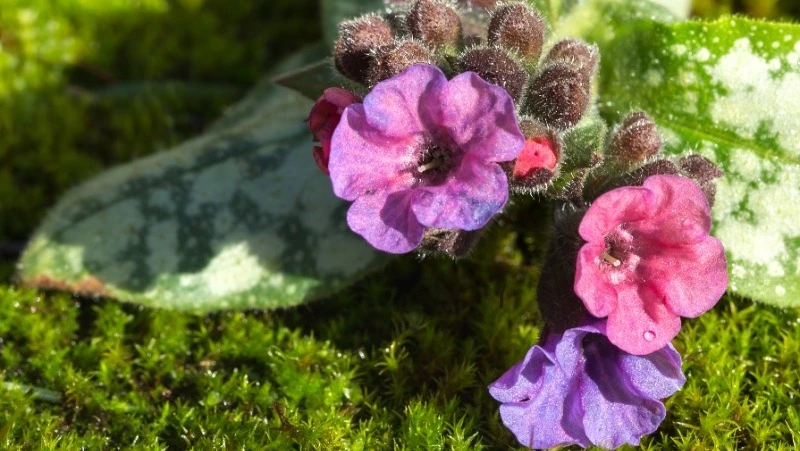 Народные приметы на 26 апреля 2025: что строго нельзя делать в день Фомаиды Медуницы 