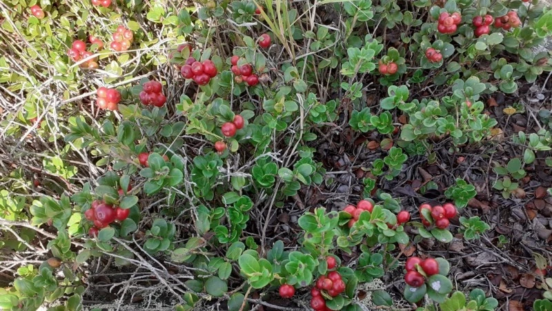 Народные приметы на 5 сентября 2024 года: традиции, что можно и нельзя делать на Лупа Брусничника