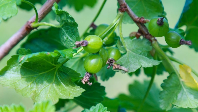 Пейте его 3 раза в день, и вы себя не узнаете: польза чая из листьев крыжовника — рецепт 