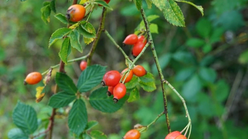 Лучший источник витамина C: купите его в любом супермаркете и заварите чай            