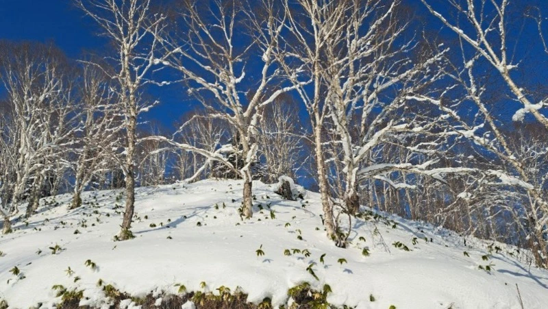 Снова метель, но не везде: прогноз погоды в Сахалинской области на 15 января 