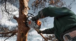 В Долинском районе спилили старые и больные деревья