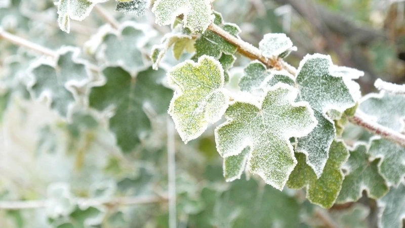 Народные приметы на 10 ноября 2024: что можно и нельзя делать в день Параскевы Пятницы