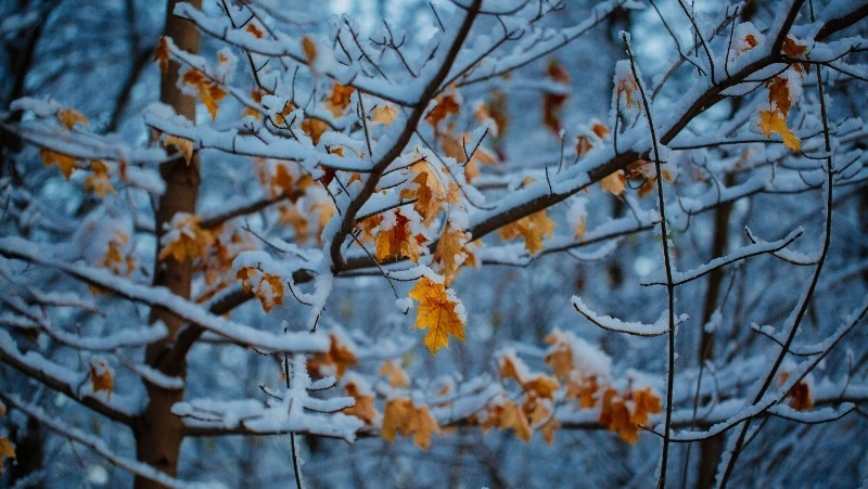 Лонгин Сотник: народные приметы, традиции, что нельзя делать 29 октября 2024 года