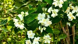 Капризы погоды ждут жителей Сахалина и Курил на предстоящей неделе        