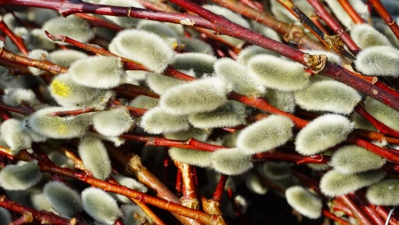 Народные приметы на 21 марта 2025 года: что можно и нельзя делать в Вербоносицу