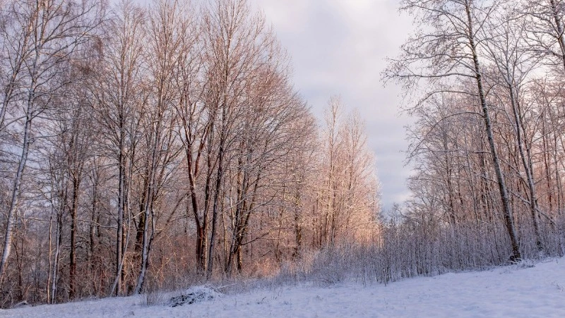 Небольшой циклон и плюсовые отметки: прогноз погоды в Сахалинской области на неделю