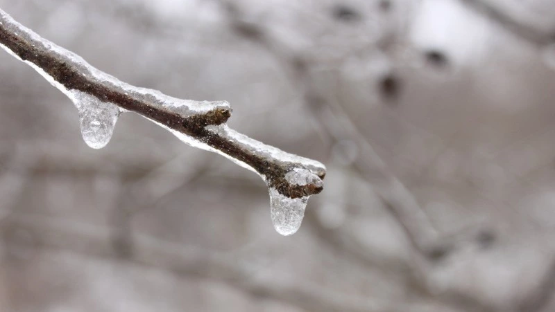 Народные приметы и поверья на 14 марта 2025 года — что нельзя делать в день Евдокии Свистуньи 