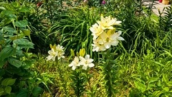 Прогноз погоды: синоптики пообещали тепло и дожди в Сахалинской области на предстоящей неделе 