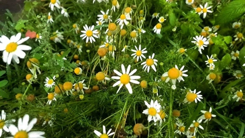 Дожди и слабый ветер: прогноз погоды в Сахалинской области на 27 августа