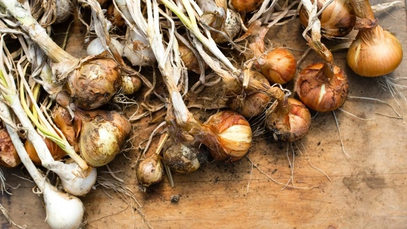 Народные приметы на 5 мая 2025: что можно и нельзя делать в Луков день 