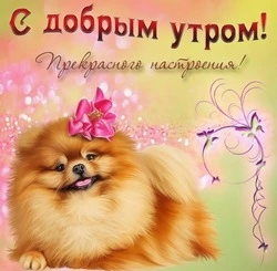 С добрым утром: прикольные, милые, красивые картинки и открытки 
