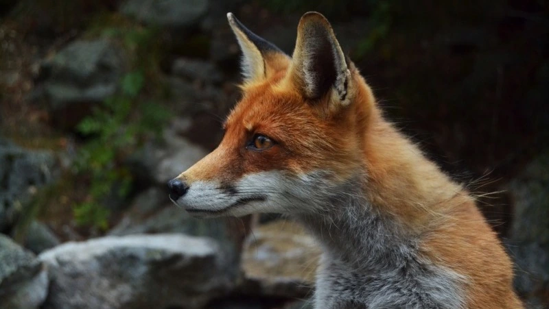 Народные приметы на 27 апреля 2025: что можно и нельзя делать на Мартына Лисогона, традиции 