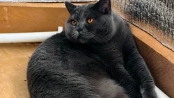 В меру упитан и деловит: этот британский кот точно покорит соцсети — фото 