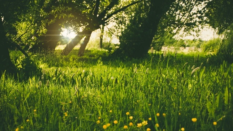 Народные приметы на 26 августа 2024 года: традиции и приметы в день Тихона Страстного