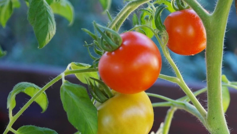 Народные приметы на 1 мая 2024 года: что нельзя делать 