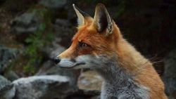 Народные приметы на 27 апреля 2025: что можно и нельзя делать на Мартына Лисогона, традиции 