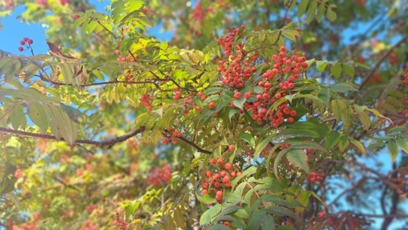 Народные приметы на 25 сентября 2024: что можно и нельзя делать в Артамонов день