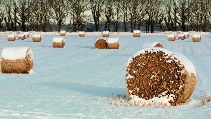 Прогноз погоды в Сахалинской области на 27 марта: легкий ветер и + 6 градусов
