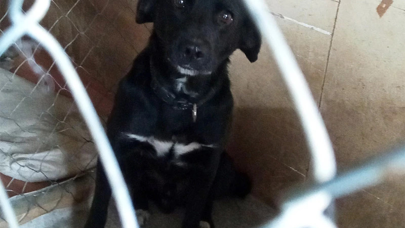 Власть и общественность района обсудит судьбу бездомных животных