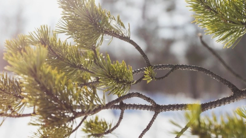 Народные приметы на 8 апреля 2024 года: что нельзя делать  