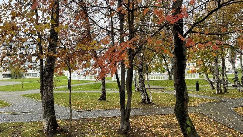 Слабый дождь и до +17 градусов: прогноз погоды в Сахалинской области на 22 октября  