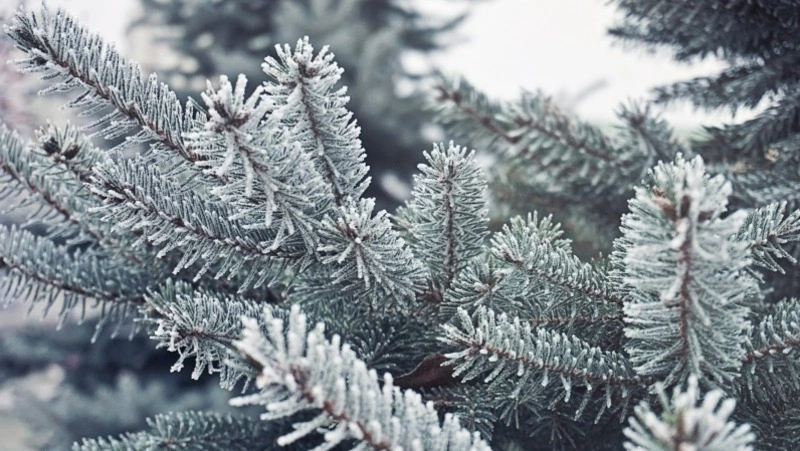 Народные приметы и поверья на 27 декабря 2024 — что нельзя делать в Филимонов день 