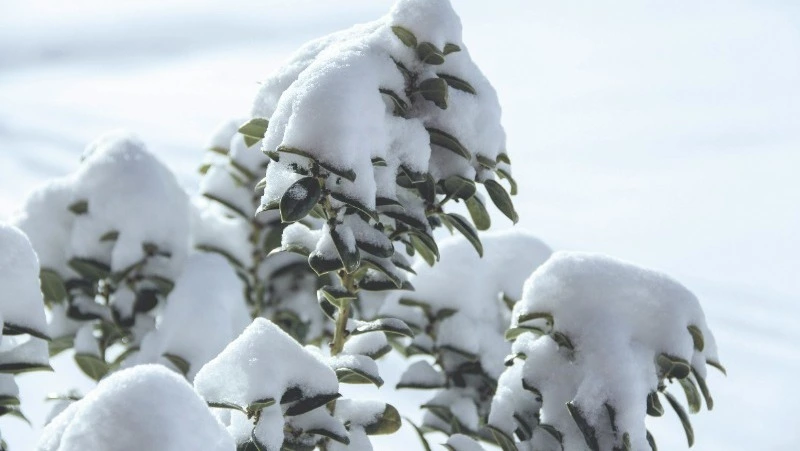 Резкие перепады температур от 0 до -30 ожидаются в Сахалинской области 24 января