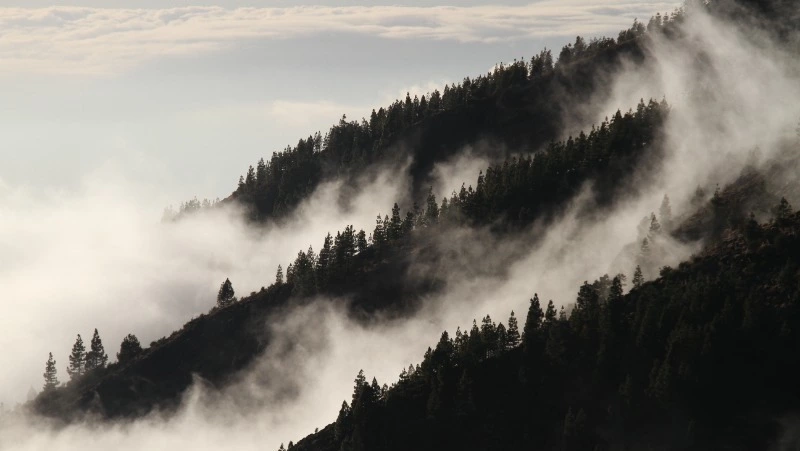 Дождь и туман ожидают в Сахалинской области 5 сентября