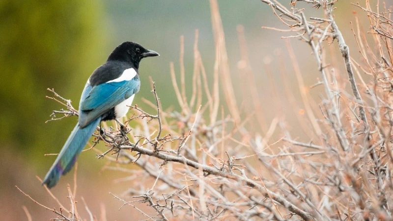 Народные приметы на 22 марта 2025 года — что можно и нельзя делать в день Сорока Сороков