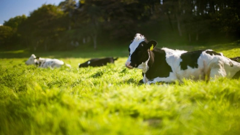 Народные приметы на 28 июня 2025 года: что можно и нельзя делать в день Фита