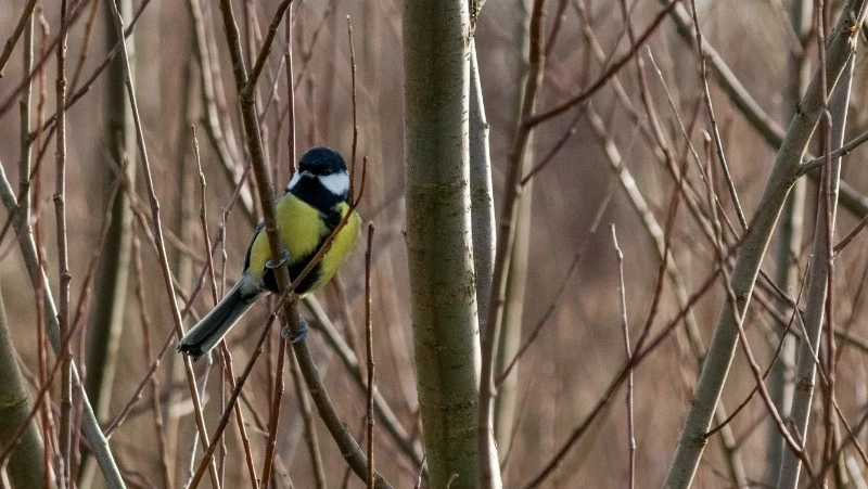 Народные приметы и поверья на 12 ноября 2024 года — что нельзя делать в Синичкин день 