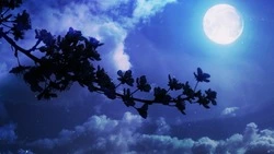 Цветочное полнолуние в мае 2024: когда будет, как повлияет на людей 