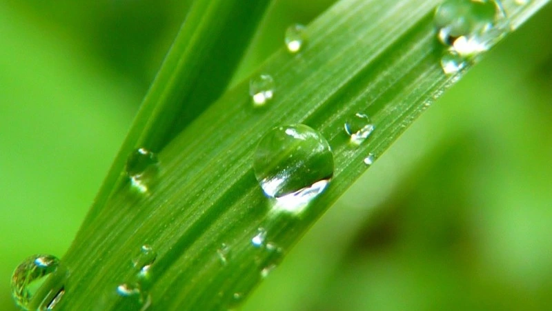 Церковный праздник 7 июня 2025: народные приметы, что нельзя делать в Иванов день 