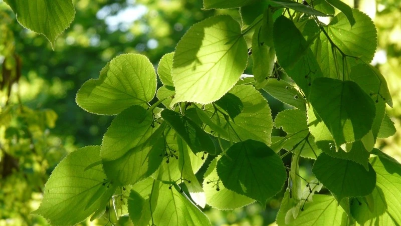 Ульянов день: народные приметы, что можно и нельзя делать 4 июля 2024 года 