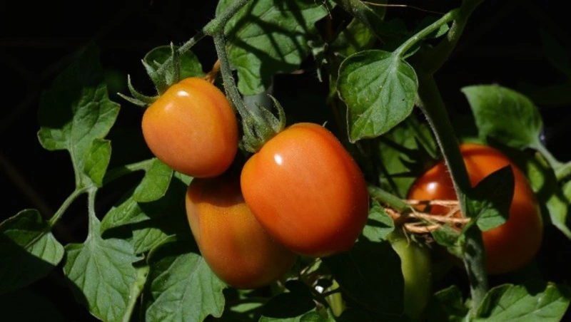 Пикировка томатов в апреле 2025: лучшие даты и важные правила 