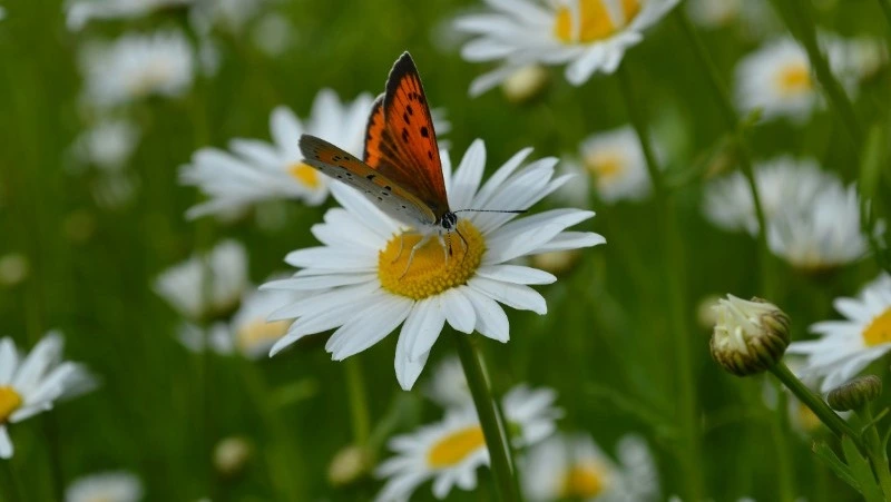 Приметы и поверья на 5 июля 2024: что нельзя делать в Евсеев день
